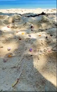 PREMIUM AKRILIK BENING 36 SEKAT SEASHELL KOLEKSI MAINAN PANTAI SUPER BENING MULTIFUNGSI BISA UNTUK AKSESORIS PERHIASAN MULIA EMAS ANTING WAJIB PUNYA