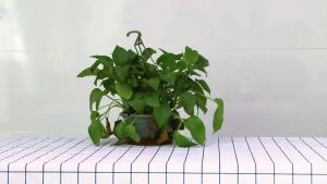 200W E27/E26 LED Growing Lamp Full Spectrum Foldable Plant Fill Lighting Vegetable Hydroponics Cultivation 40W/60W/80W/100W/150W