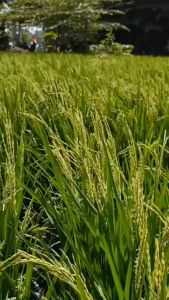 Benih Padi Genjah Galur Nusantara Sing Gelis 1Kg