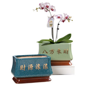 Large Rectangular Ceramic Flower Pot with Tray Creative Home Use Butterfly Orchid Landscape Potted Plant for Balcony Or Window