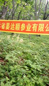 โสมภูเขา กล่องของขวัญโสมภูเขา โสมฉางไป๋ ของขวัญปีใหม่ โสมภูเขาป่า อายุ 10-12 ปี รหัส F-006