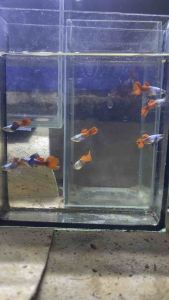 หูช้างเรดเทล