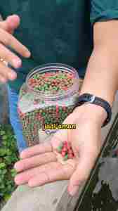 Pakan Pelet Makanan Ikan Koi Growth Spirulina Refill 1kg Ekstrak Bawang Putih Toples IKANESIA