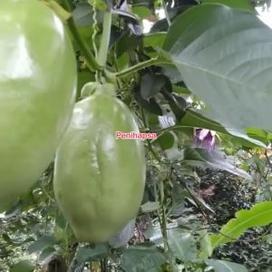 Bibit Markisa Manis Super Jumbo