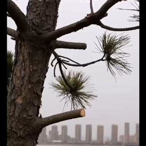 Gergaji Kayu Mini Portabel & Pisau Gergaji Lipat Anti Karat