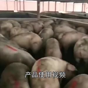 Bút Vẽ Thân Heo   Bút Chì Màu Thân Heo   Bút Đánh Dấu   Bút Chì Màu Đánh Dấu Lợn Bằng Bút Chì Màu   Bút Đánh Dấu Lợn