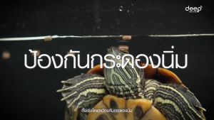 🔥300g.🔥🐢 อาหารเต่าน้ำ Sakura Turtle & Reptile สำหรับเต่าน้ำและสัตว์เลื้อยคลาน