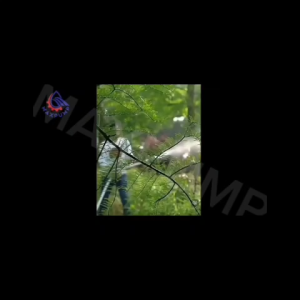 MAXPUMP WQD8-20-1.5 Pompa celup Air Kotor 1INCH 2INCH 1.5kw 220v Pompa air Kuras air Submersible NON AUTO Pompa celup