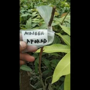 Bibit Mangga Alpukat Hasil Okulasi: Cara Menggunakan dan Manfaatnya