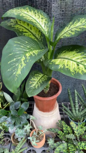 Cây Đại Niên Thanh Dễ Chăm Sóc Thanh Lọc Không Khí Tốt Lá Đẹp Cây Ưa Bóng Râm