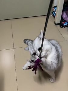 Cat Toys Cat Funny Toys Pet Cat Puppy Funny Bell Feather Stick Funny Interactive Toys