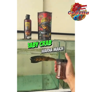 🇸🇬 BABY CRAB RIM RED BOOSTER – Optimize Color for Channa Limbata Andrao Stewarti Dorpol & Auranti – Premium Shrimp Pellet Food for Fish Health – Channa Fish Shop Singapore | Ready Stock SG Seller | Fish Retail Online