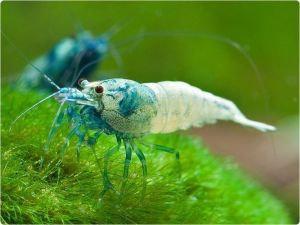 MOSHURA BLUE BOLT SHRIMP - PAKET UDANG HIAS AQUARIUM AQUASCAPE - UDANG HIAS AIR TAWAR- PEMBERSIH AQUARIUM AQUASCAPE - HIASAN AQUARIUM AQUASCAPE