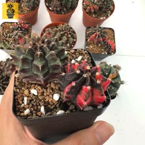 (Clearance Stock) Gymnocalycium / Cactus Succulents / Kaktus Sukulen