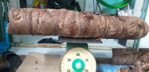 Củ Bạc Hà núi Chuẩn hàng đào núi Cấm củ to lâu năm 5kg