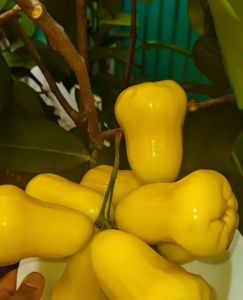 Bibit Jambu Air Kuning Haniello🌱Sudah Siap Ditanam Bibit Subur Besar Rimbun Siap Ditanam Di Lahan Maupun Di Planterbag Hasil Cangkok & Okulasi Yuk Dicekout Pemesanan Bisa COD Bayar Ditempat