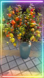 Cây lựa 7 quả trang trí tết bình hoa phòng khách sang trọng