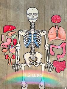 Interactive Body Structure Model Toy for Children Educational tool with Removable Organs and Bones Suitable for over 3 years old