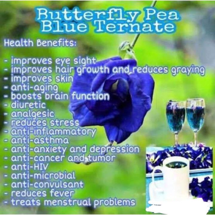 Dried Blue Ternate / Butterfly Pea Tea (100grams) | Lazada PH