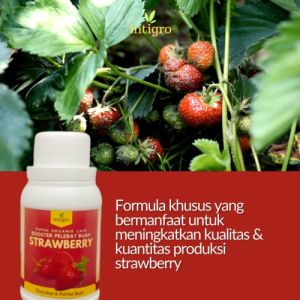 Pupuk Strawberry Cepat Berbuah / Pupuk Pelebat Buah Strawberry / Pupuk Booster Strawberry Cair