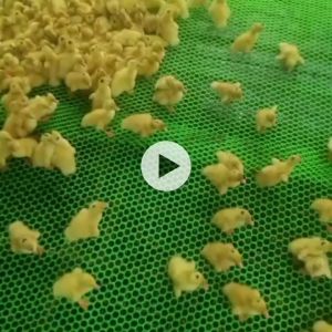 10mm Aperture Durable Plastic Poultry Net Fence Green Black Easy Install Chicken Coop Net for Garden & Farm Use