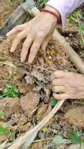 Temu Hitam Segar 1kg – Kunyit Hitam / Temu Ireng Organik – Herbal Tradisional & Jamu Alami