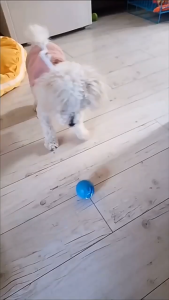 Pet Electric Toy LED light Red Laser/ Colorful Gradient light Auto Running Catching Ball Interactive Cat Teaser [USB Charging]