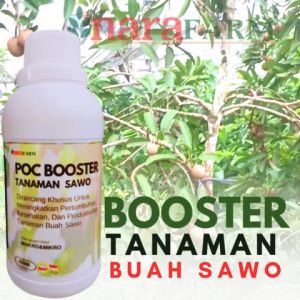 Pupuk organik Booster sawo: Nutrisi Bunga & Buah Anti Rontok