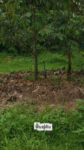 AJINOMOTO ซุปเปอร์แอชวัสดุปรับปรุงดินชนิดเข้มข้น ปรับโครงสร้างดินแก้ปัญหาดินเสื่อม ดินทึบ ดินไม่อุ้มน้ำ ช่วยให้พืชแข็งแรง