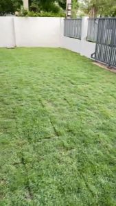 หญ้าจริง แผ่นหญ้า ปูพื้นสนามจัดสวน 50x100 cm (Real Grass ) พร้อมปลูก