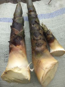 jual rembung muda  sudah di kupas segar dari anak bambu