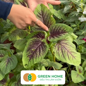Hạt Giống Rau Dền 3 Màu Greenhome Gói 20g~7000 hạt Dễ Trồng Quanh Năm Nảy Mầm Cao Thu Hoạch Nhanh Năng Suất Cao R15