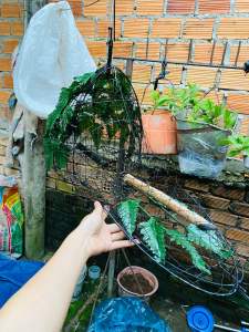 lồng cu gáy quấn tay lợp lá dương sỉ tặng kèm cóng với tui bổi