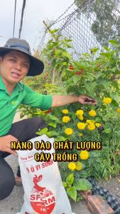 Túi 2Kg/Túi 5Kg/ Bao25Kg - Phân bò ủ hoai vi sinh SFARM dinh dưỡng cho cây trồng | Độc quyền Family Garden