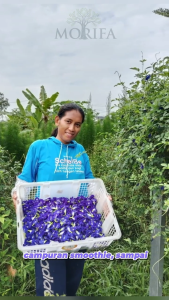 Bunga Telang Kering Premium Organik Halal Pengeringan Higienis Teknologi Food Dehydrator Teh Biru Blue Butterfly Pea Flower
