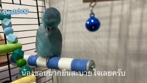 คอนติดกรงนกติดกรงนก เกรดพรีเมี่ยม วัสดุทำจากหินขัดละเอียด คอนลับเล็บนก แข็งแรงทนทาน ใช้ได้นานมากครับ