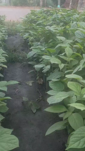 ต้นลิ้นฟ้าหรือเพกาเตี้ย เพาะเมล็ด แพ๊ค3ต้น100บาท พร้อมปลูก