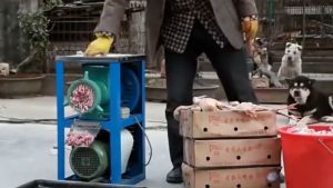 Commercial Heavy-Duty Eeat Grinder Electric Meat Grinder Food Processing Machine Electric Meat Grinder Grindable Chicken Bones Chili Vegetable Cutter