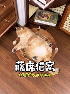 7o | Giường Thú Cưng Bốn Mùa Làm Mát Di Động Có Thể Giặt