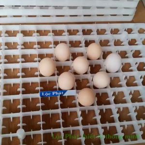 Khay Đảo Trứng Gà Trứng Vịt Làm Máy Ấp Đảo Nghiêng Nhựa Tốt