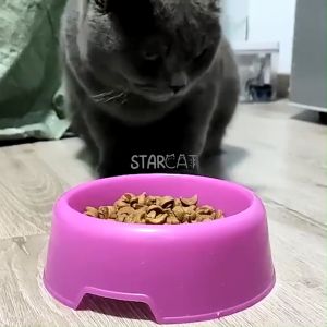 SC Tempat Makan Kucing