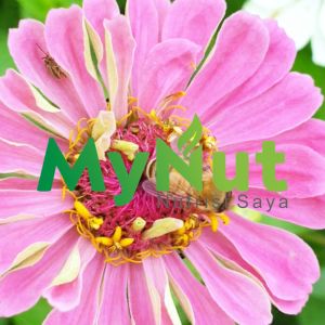 MYNUT MADU MURNI MULTIFLORA 130 GR MADU ASLI LEBAH APIS MELIFERA PURE HONEY RAW HONEY