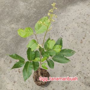 Bibit Kelengkeng Matalada Sudah Berbunga Super Okulasi