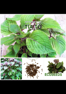[EcoSeeds] Combo 2 Gói Hạt Giống Tía Tô Nông Hưng Phú - Lá To Kháng Bệnh Tốt - Gói 5g