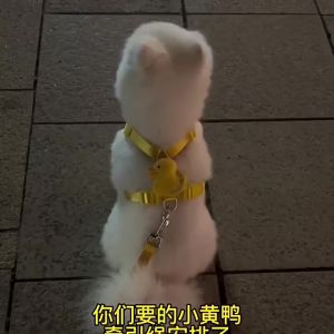 สายจูงสุนัขและแมวที่มีดีไซน์เป็นนกเป็ดสีเหลืองน่ารัก-ทนทาน-ใช้งานสะดวกสบาย-ใช้ได้ทั้งการเดินเล่น-ฝึกสอน-และการเดินทาง