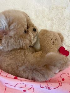 Treat Concealing Sound Making Plush Toy for Dogs And Cats Durable Chew Resistant Fun And Exercising Interactive Pet Toy