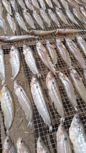 1kg Khô Cá Trèn Sông Con Lớn Ướp Vị Mặn Vừa Ăn Dễ Chế Biến(Tặng Kèm Mắm Tắc)- VỰA KHÔ MINH TRIẾT