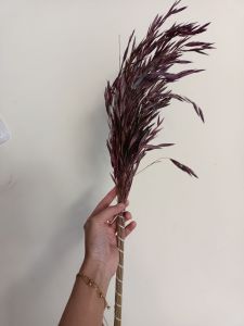 avena | segrass | bunga kering | bunga rustic | dried flower
