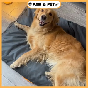 Water-Resistant Flat Pet Bed With Handle Design Removable & Washable Pet Bed Cushion Cat & Dogs Bed