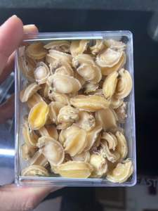 Đặc sản nha trang_bào ngư nha trang-size nhỏ